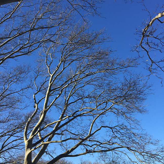 Open sky above tree limbs that reach into it.